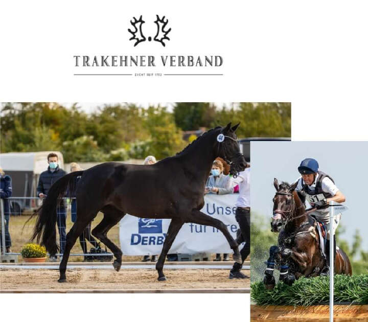 Derby Kat Community Team Trakehner Verband collage Derby Kat Community Team Trakehner Verband collage